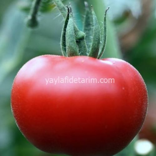 ALYANAK F1 DOMATES FİDESİ
