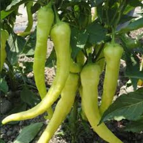 Çorbacı Biber 