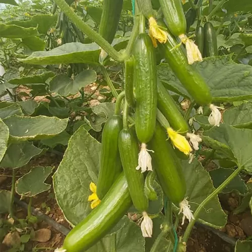 YT 195 F1 SİLOR 