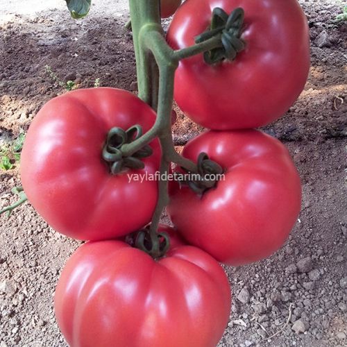 Gülpembe F1 Pembe fidesi