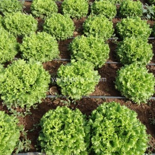 Caipira (Şakira) Marul Fidesi