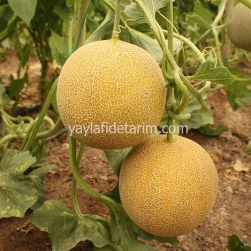 BALDO F1 KAVUN FİDESİ
