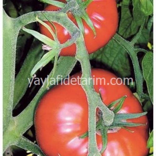 Marmande Domates Fidesi
