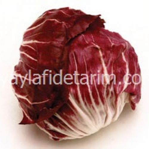 Polorosso (Hindiba) Marul Fidesi