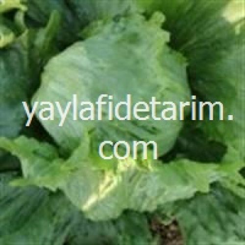 Bombala (İceberg) Marul Fidesi