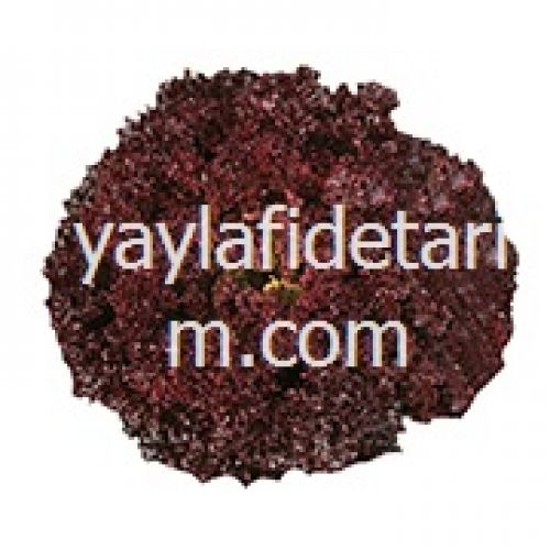 Kavalo Kırmızı Marul Fidesi